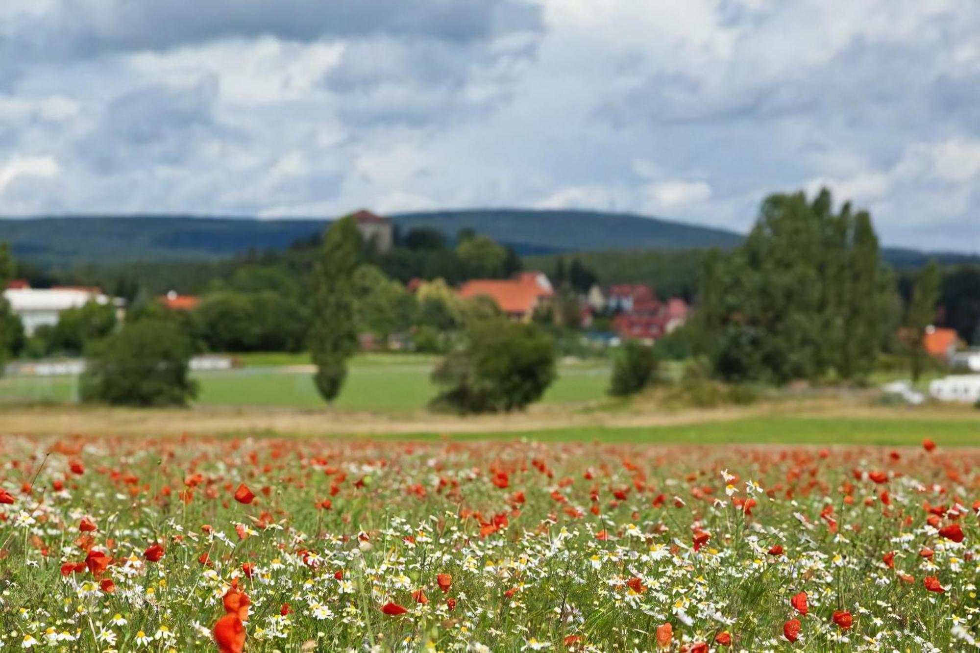 Ferienhaus In Kleiner Ferienanlage Mit Vielen Freizeitmoeglichkeiten Lejlighed Harzgerode Eksteriør billede